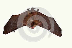 Geoffroy`s bat Myotis emarginatus